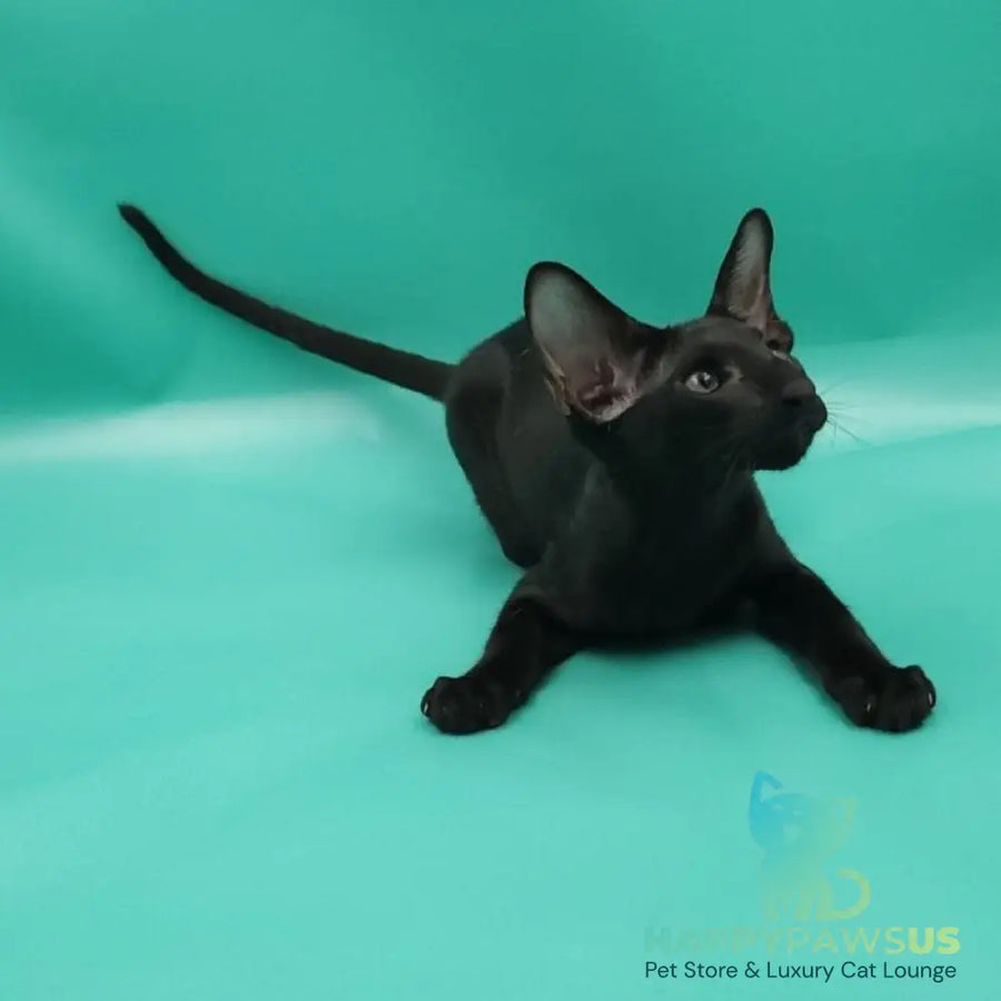 Romeo Oriental Shorthair male black - live animals