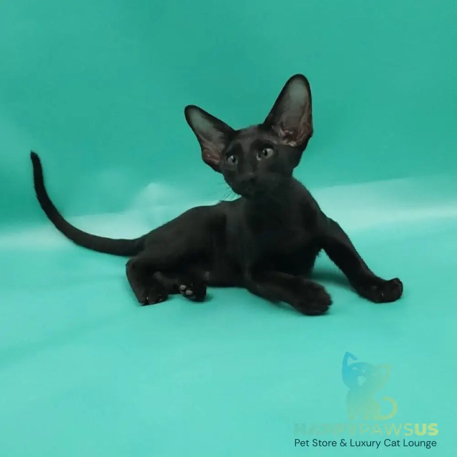 Romeo Oriental Shorthair male black - live animals