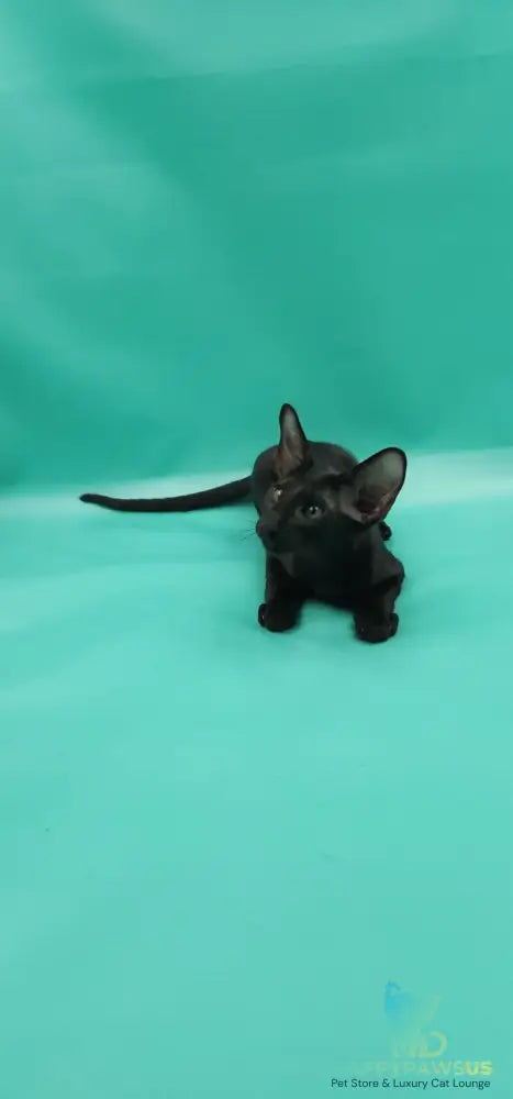 Romeo Oriental Shorthair male black - live animals