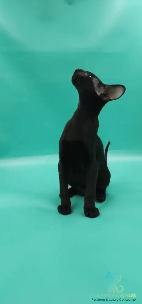 Romeo Oriental Shorthair male black - live animals