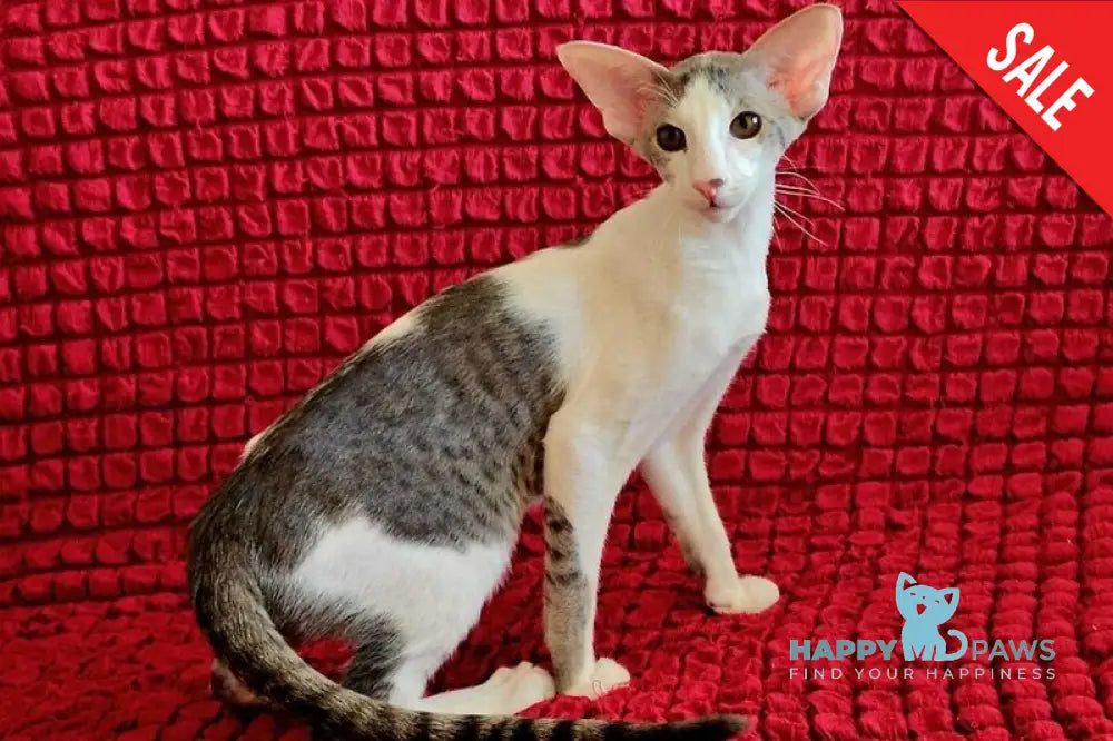 Romeo Oriental Shorthair male blue bicolour spotted tabby - live animals