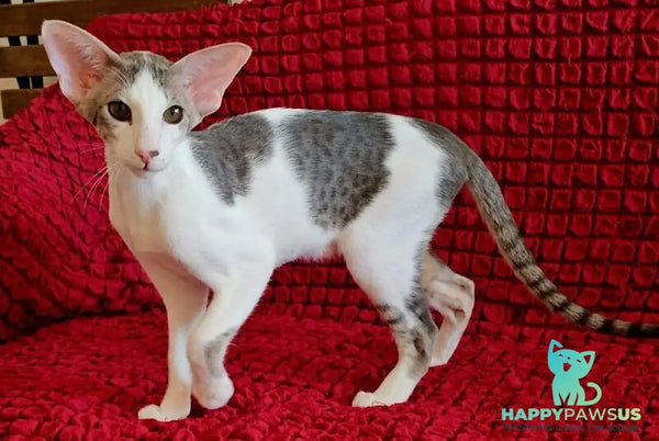 Romeo Oriental Shorthair male blue bicolour spotted tabby - live animals