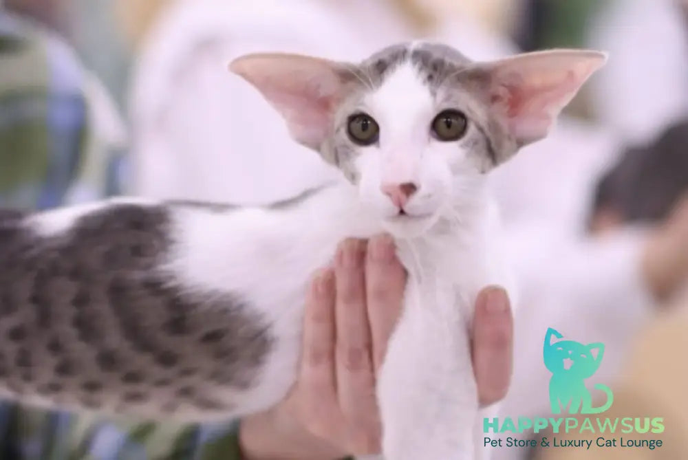 Romeo Oriental Shorthair male blue bicolour spotted tabby - live animals