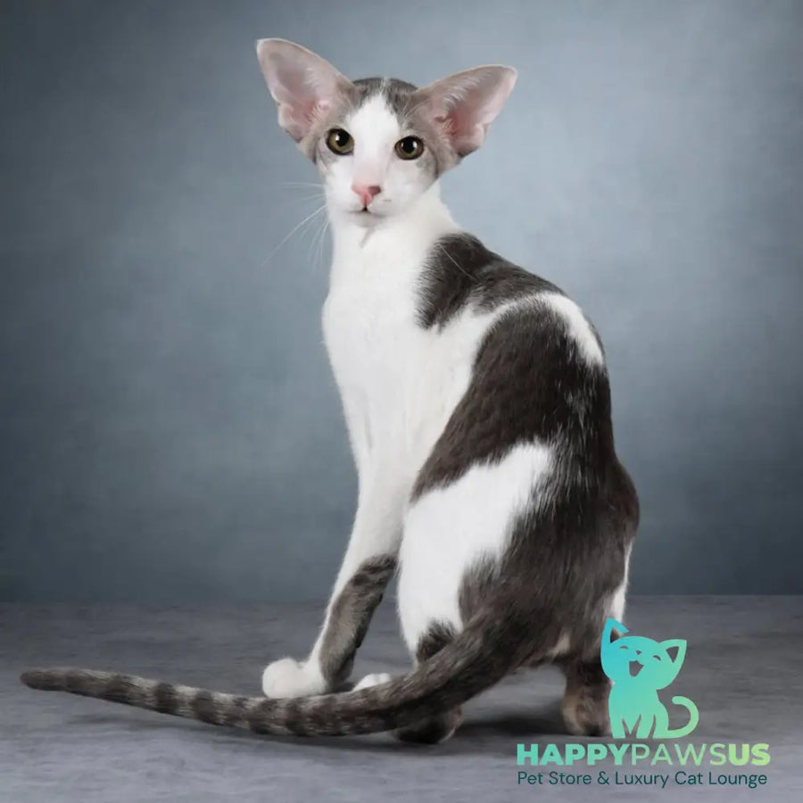 Romeo Oriental Shorthair male blue bicolour spotted tabby - live animals