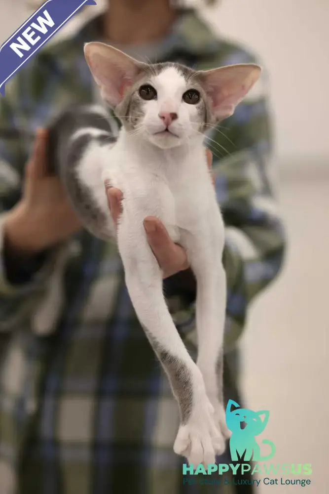 Romeo Oriental Shorthair male blue bicolour spotted tabby - live animals