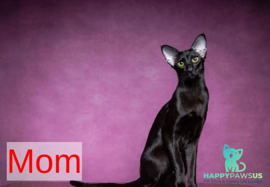 Romeo Oriental Shorthair male blue bicolour spotted tabby - live animals