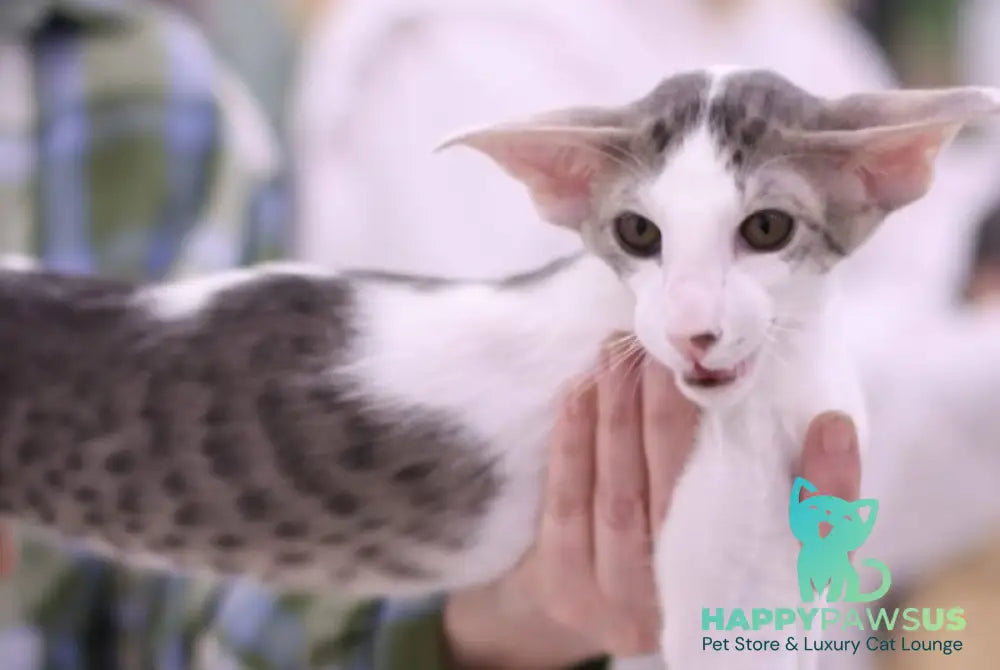 Romeo Oriental Shorthair male blue bicolour spotted tabby - live animals