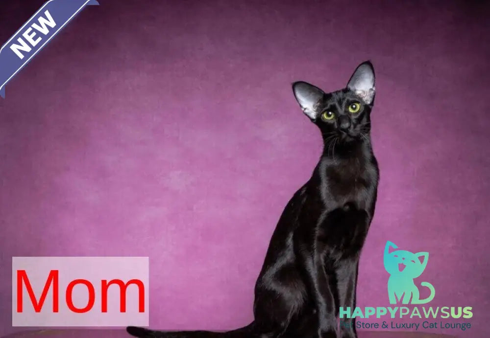 Romeo Oriental Shorthair male blue bicolour spotted tabby - live animals