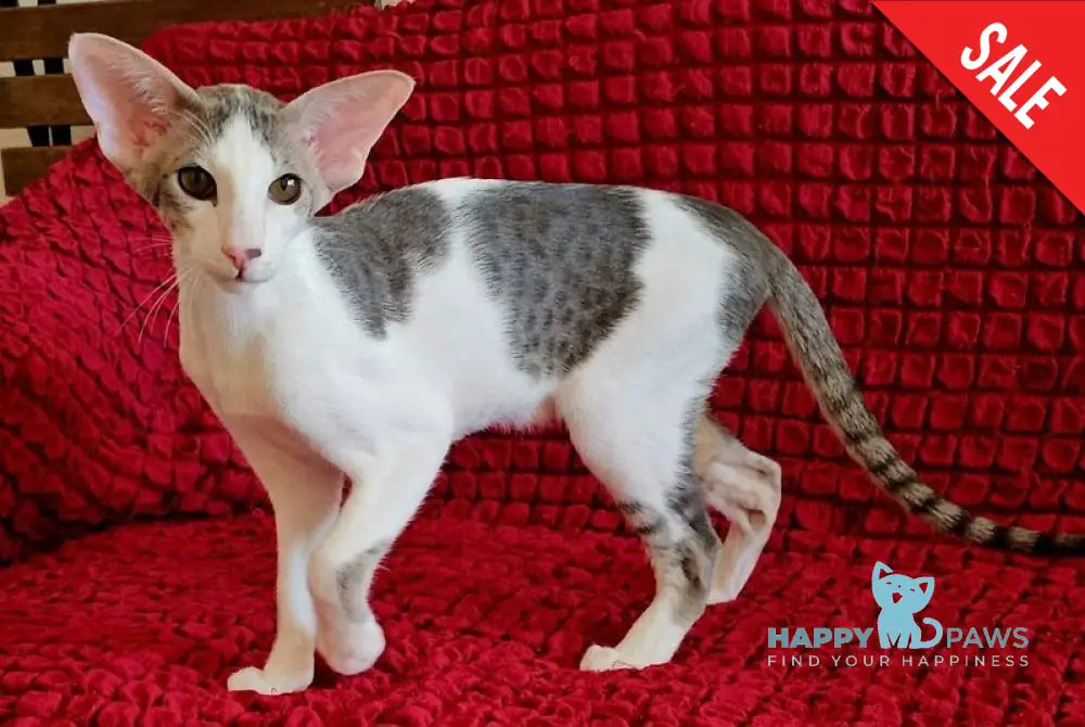 Romeo Oriental Shorthair male blue bicolour spotted tabby - live animals