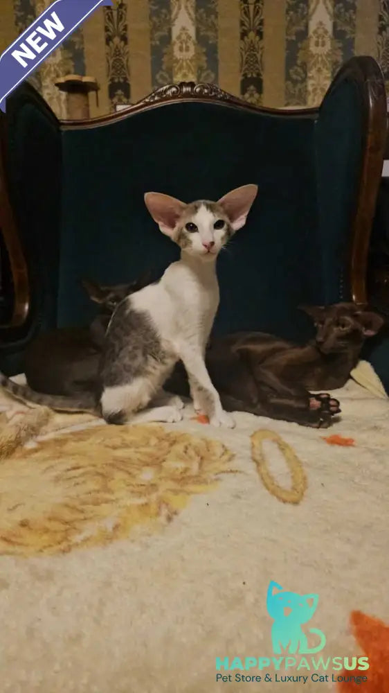 Romeo Oriental Shorthair male blue bicolour spotted tabby - live animals