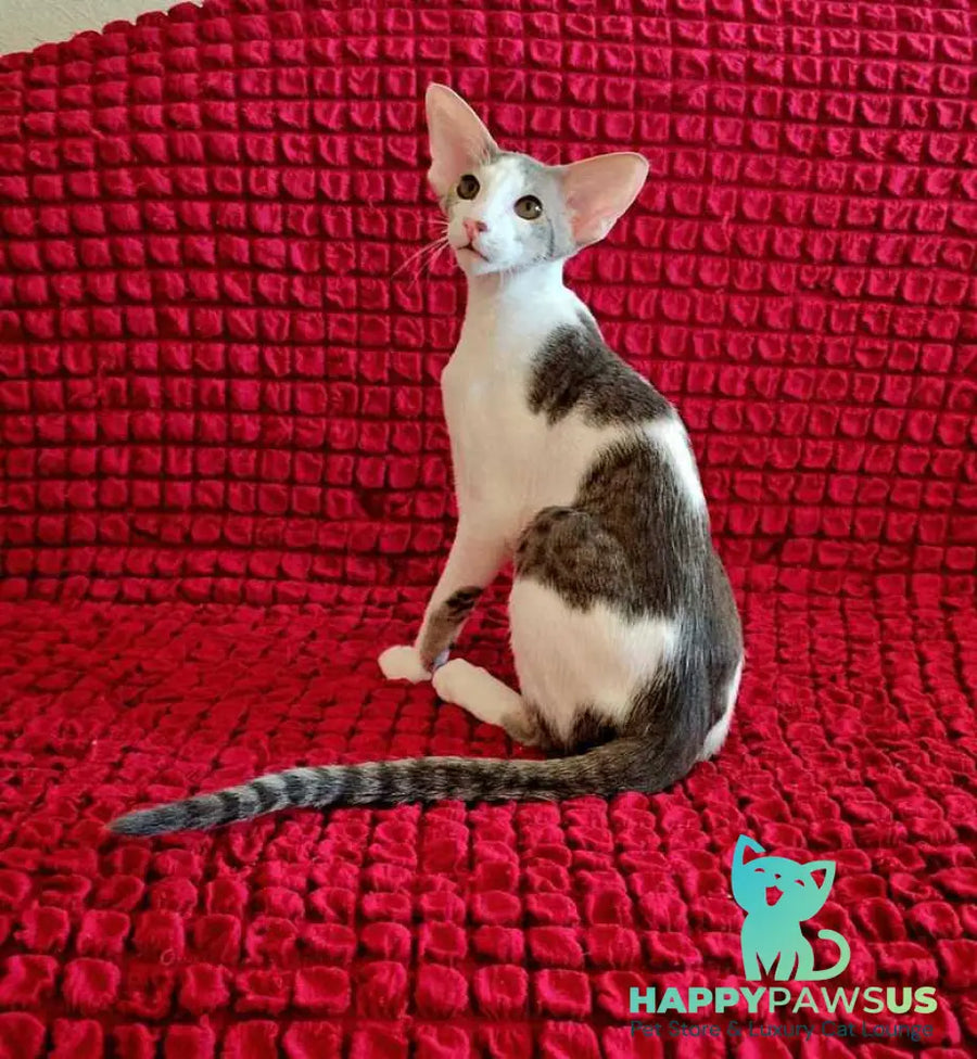 Romeo Oriental Shorthair male blue bicolour spotted tabby - live animals