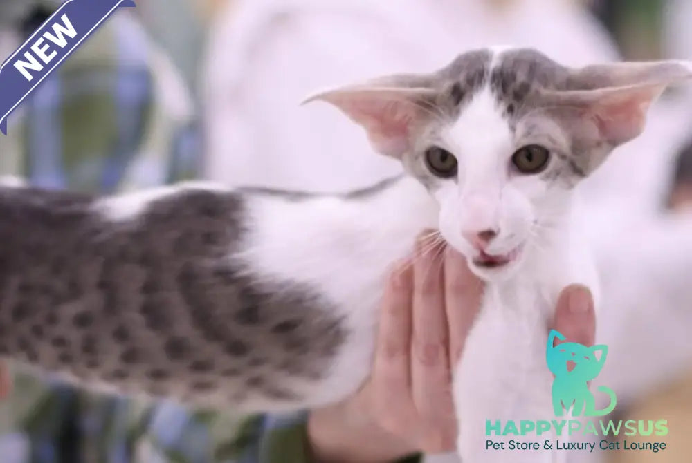 Romeo Oriental Shorthair male blue bicolour spotted tabby - live animals