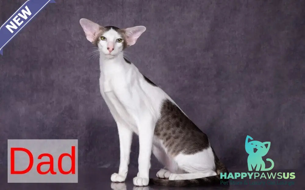 Romeo Oriental Shorthair male blue bicolour spotted tabby - live animals