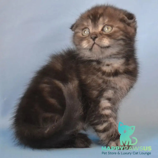 Romeo Scottish Fold male black silver tabby - live animals