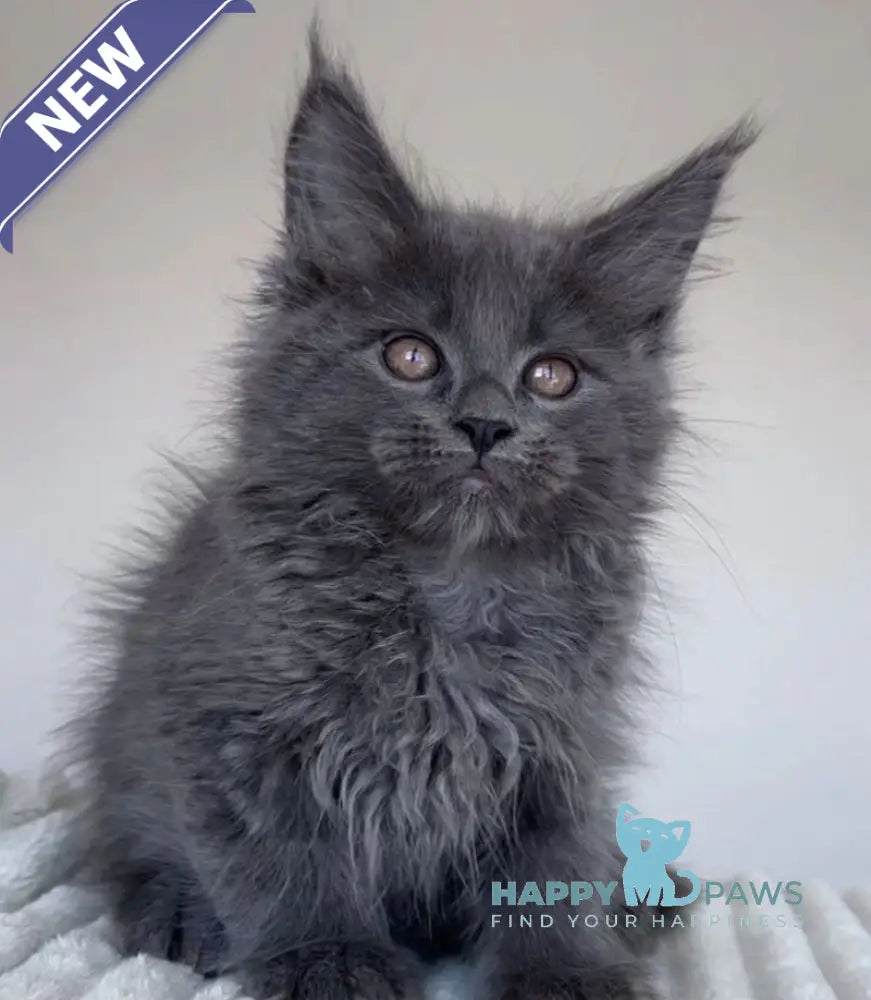 Romi Maine Coon female blue live animals