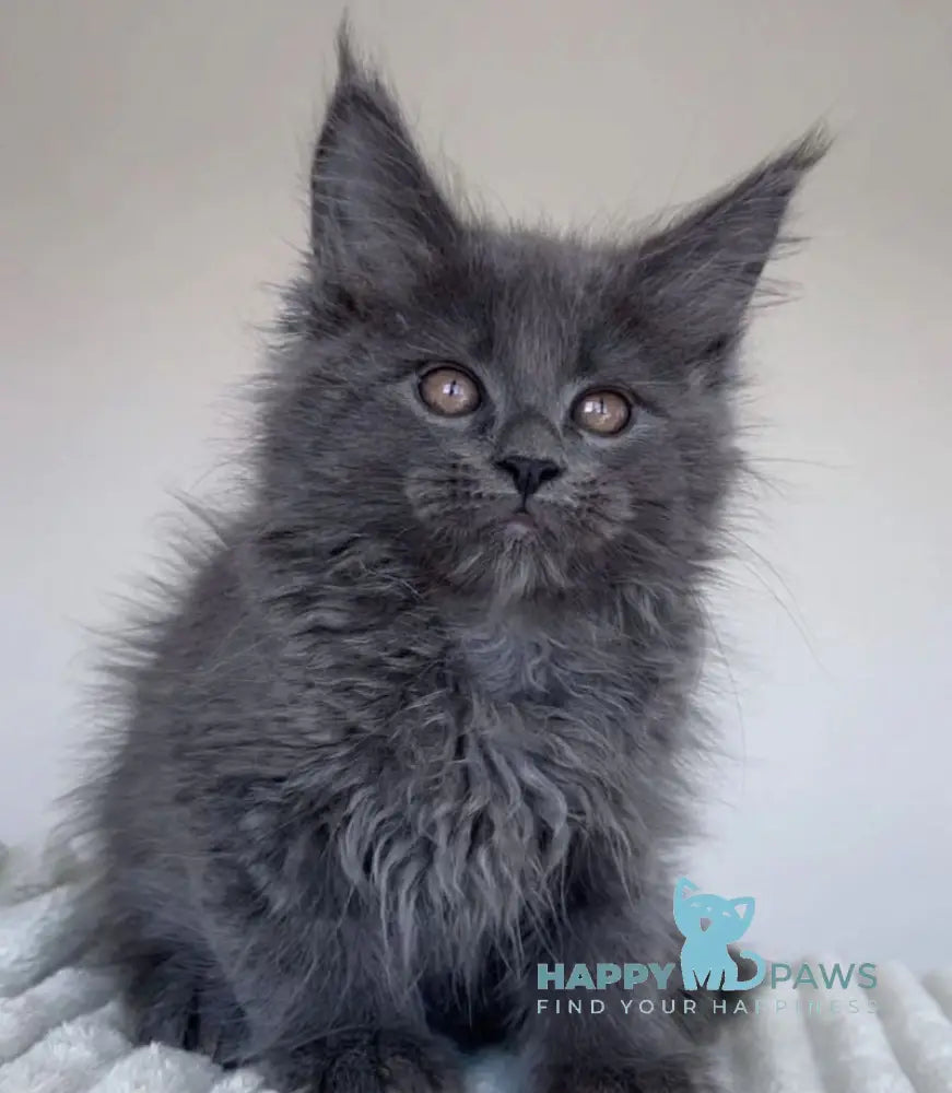 Romi Maine Coon female blue live animals