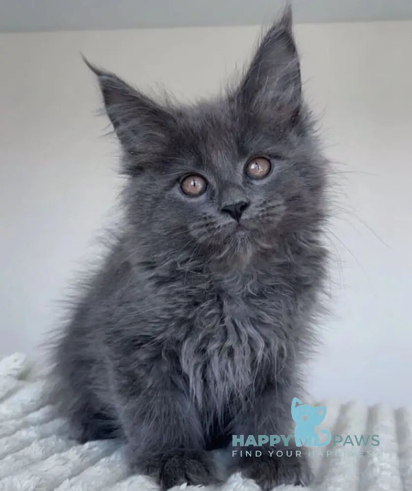 Romi Maine Coon female blue live animals