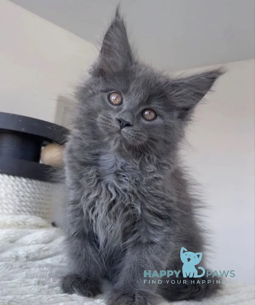 Romi Maine Coon female blue live animals