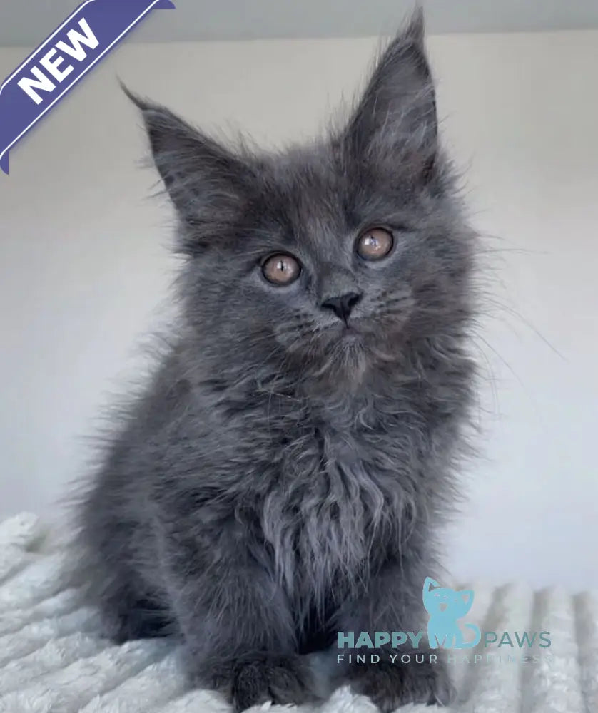 Romi Maine Coon female blue live animals