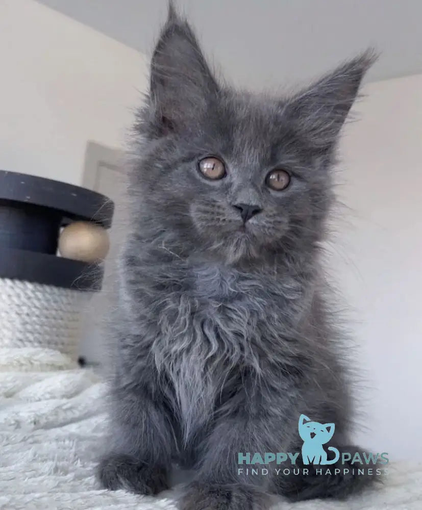 Romi Maine Coon female blue live animals