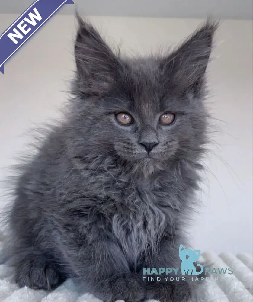 Romi Maine Coon female blue live animals