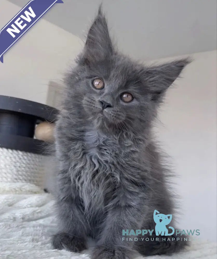 Romi Maine Coon female blue live animals