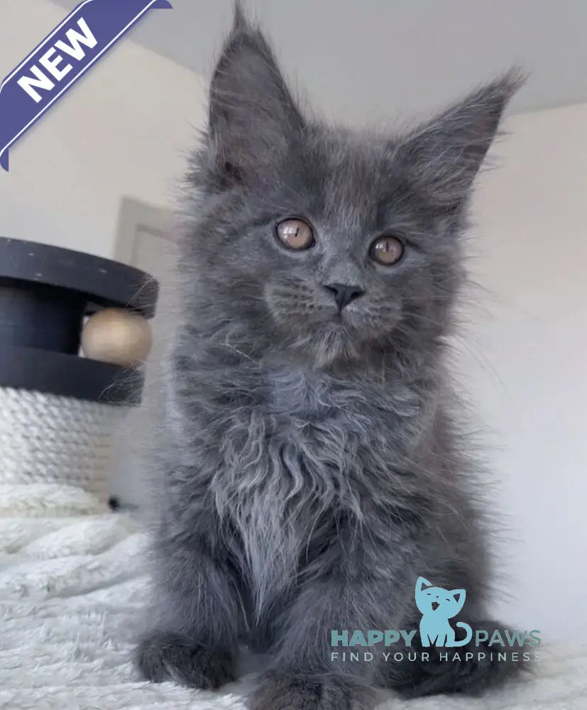 Romi Maine Coon female blue live animals