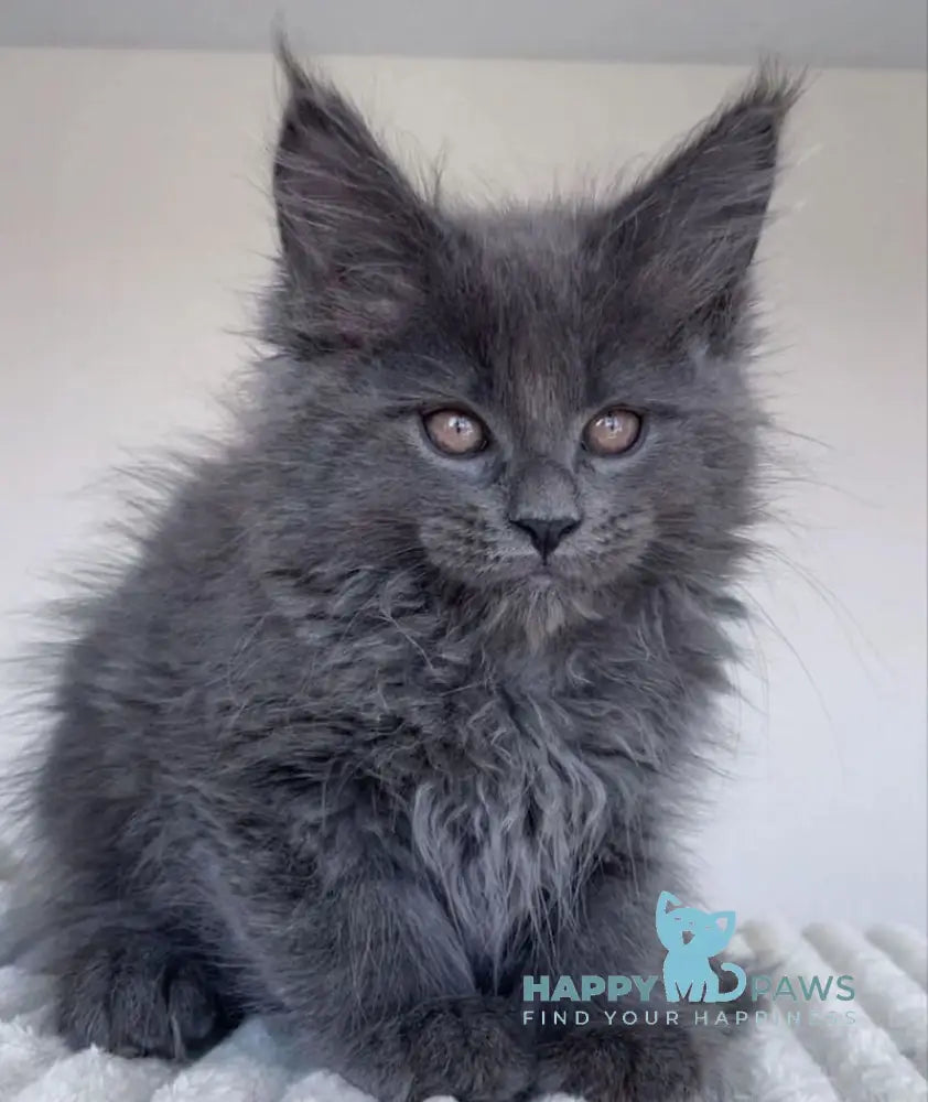 Romi Maine Coon female blue live animals
