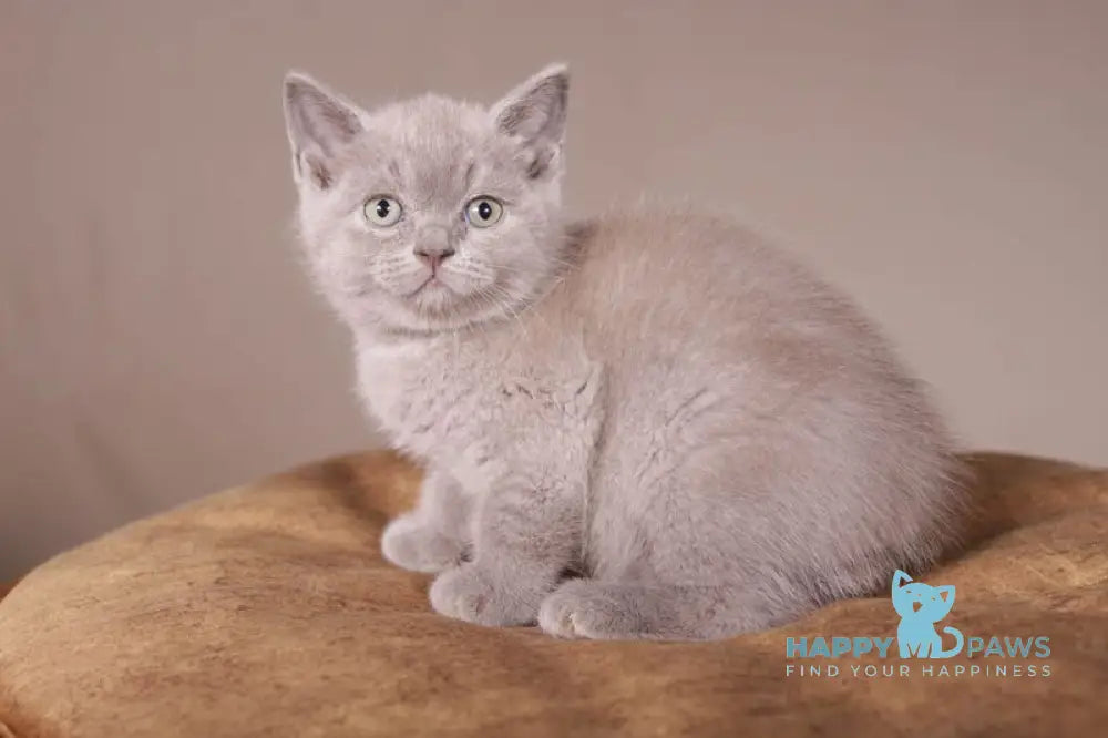 Romka Scottish Straight male lilac live animals