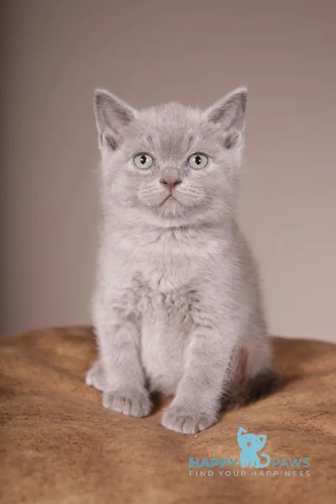 Romka Scottish Straight male lilac live animals