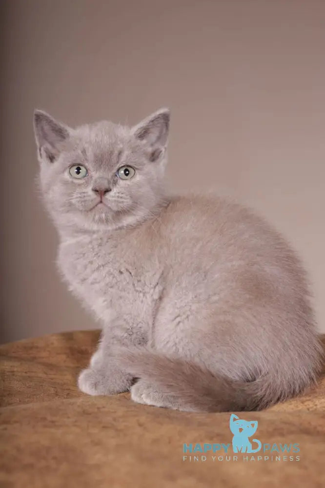 Romka Scottish Straight male lilac live animals