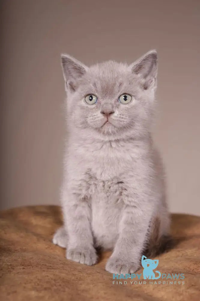 Romka Scottish Straight male lilac live animals