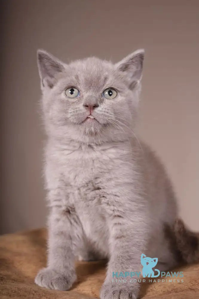 Romka Scottish Straight male lilac live animals