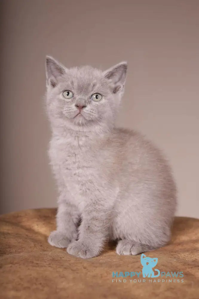 Romka Scottish Straight male lilac live animals