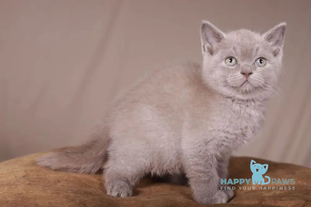 Romka Scottish Straight male lilac live animals