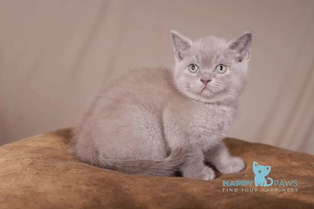 Romka Scottish Straight male lilac live animals