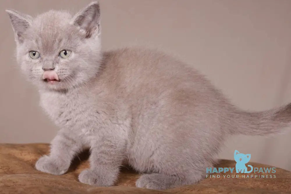 Romka Scottish Straight male lilac live animals