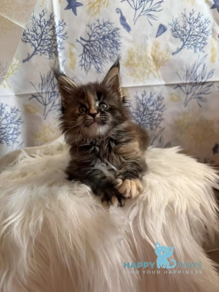Rona Maine Coon female black tortie live animals