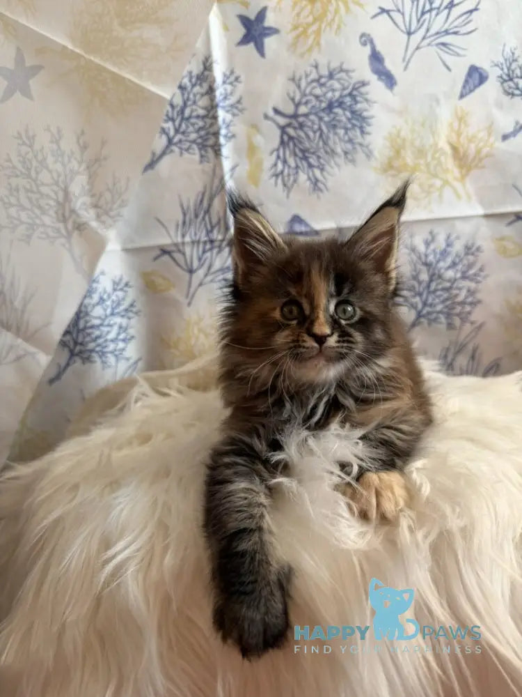 Rona Maine Coon female black tortie live animals
