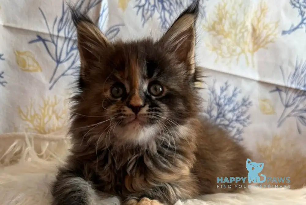 Rona Maine Coon female black tortie live animals