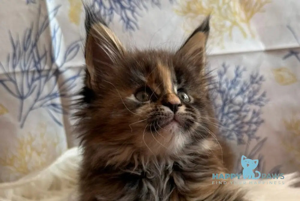 Rona Maine Coon female black tortie live animals