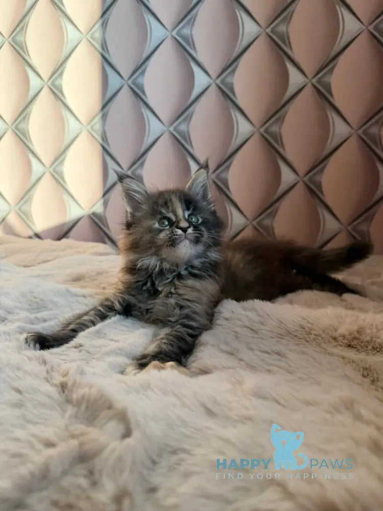 Rona Maine Coon female black tortie live animals