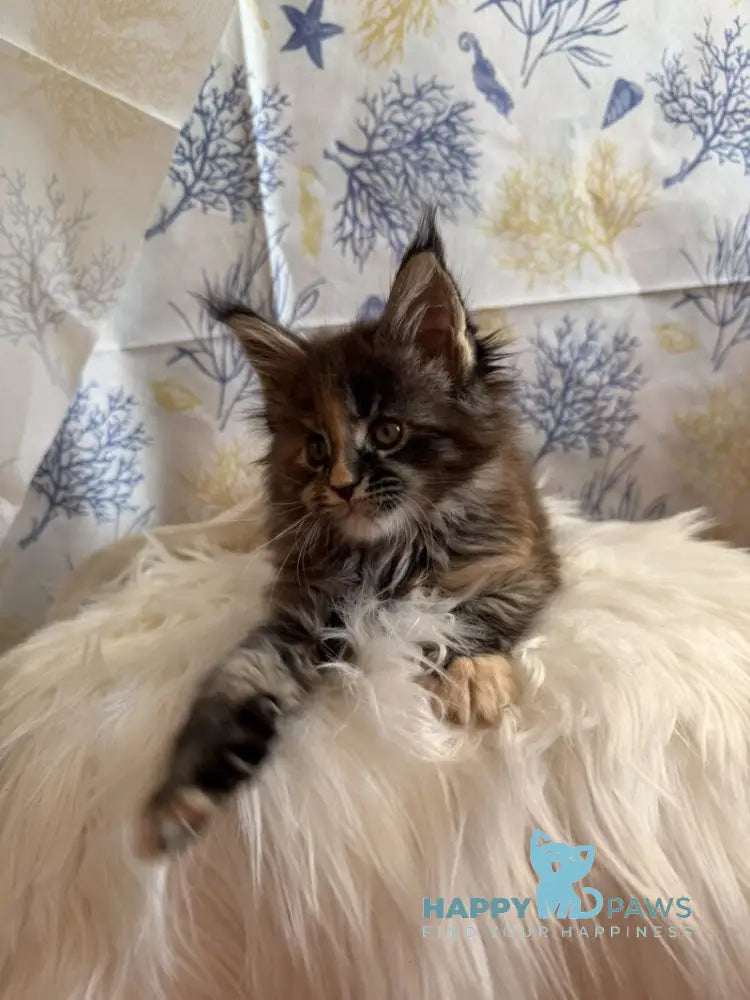 Rona Maine Coon female black tortie live animals