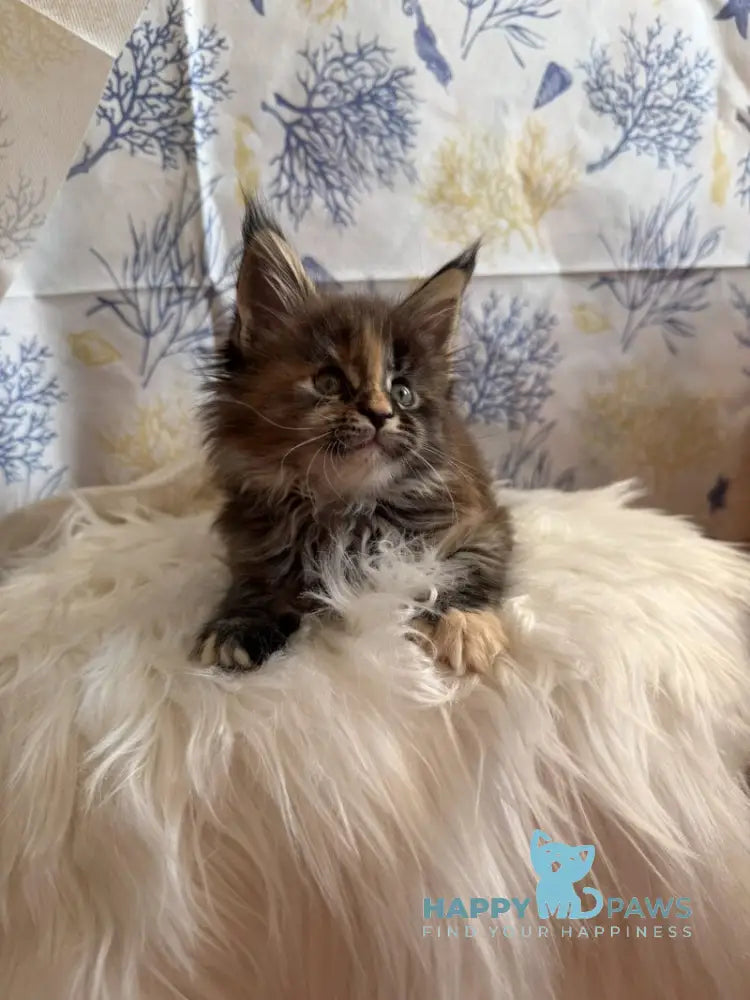 Rona Maine Coon female black tortie live animals
