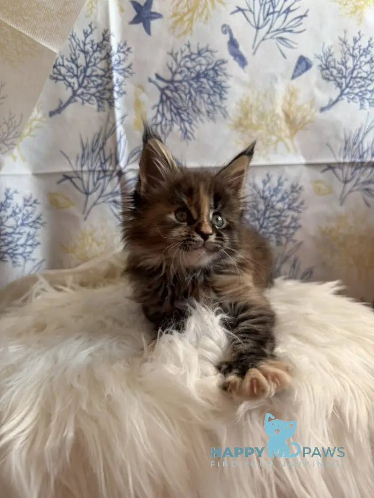 Rona Maine Coon female black tortie live animals