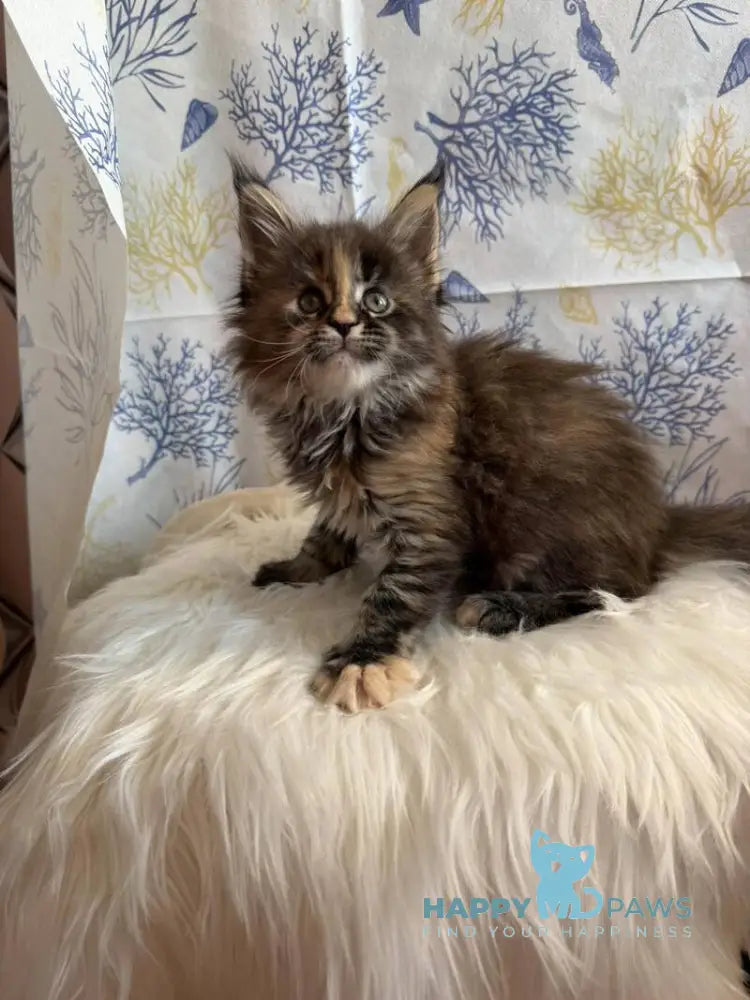 Rona Maine Coon female black tortie live animals