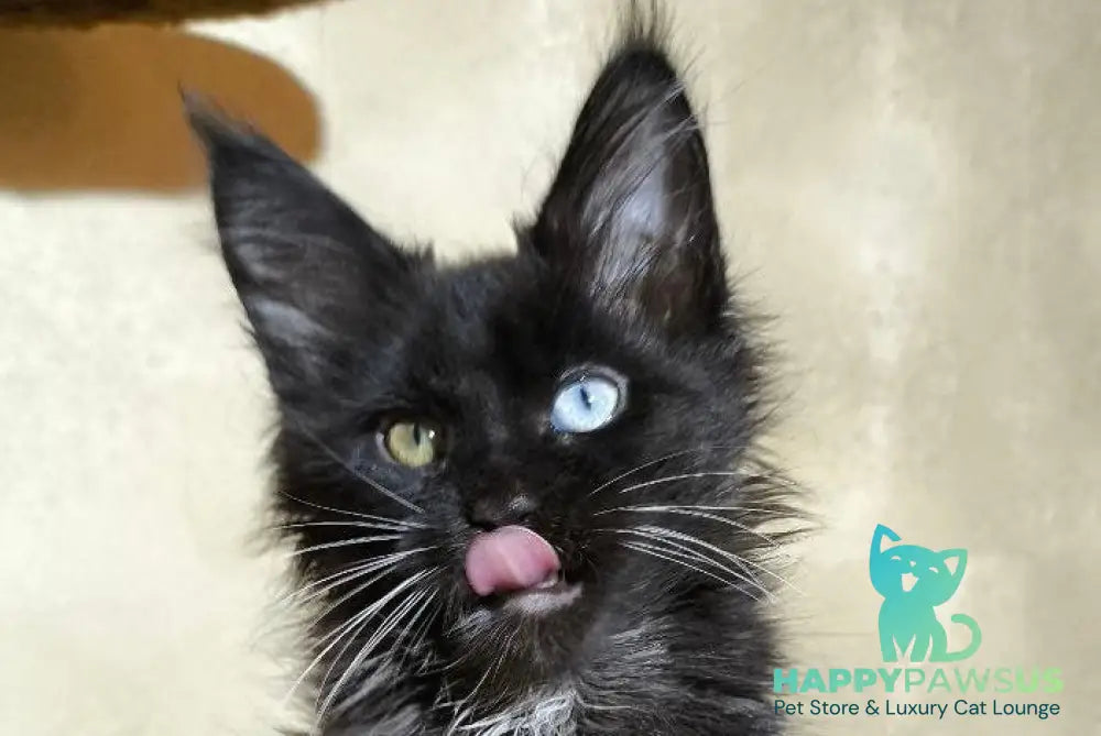 Rona Maine Coon female black with white live animals