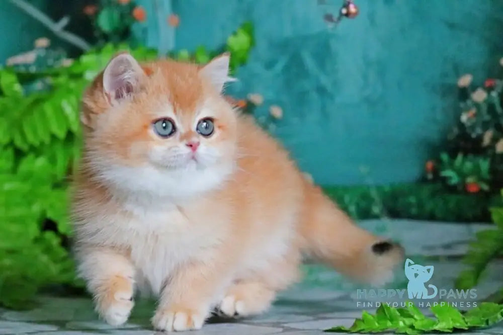 Ronald British Shorthair male black golden chinchilla live animals