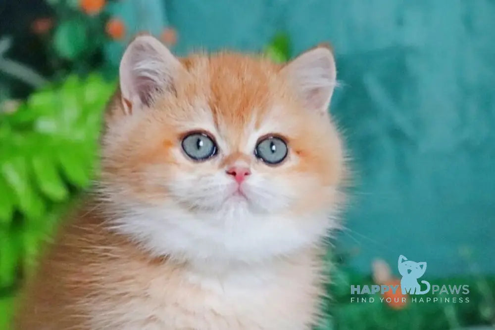 Ronald British Shorthair male black golden chinchilla live animals