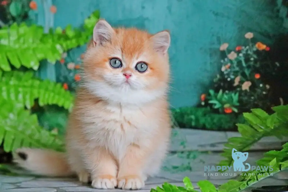 Ronald British Shorthair male black golden chinchilla live animals
